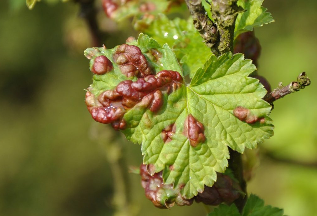 Лист, зараженный антракнозом
