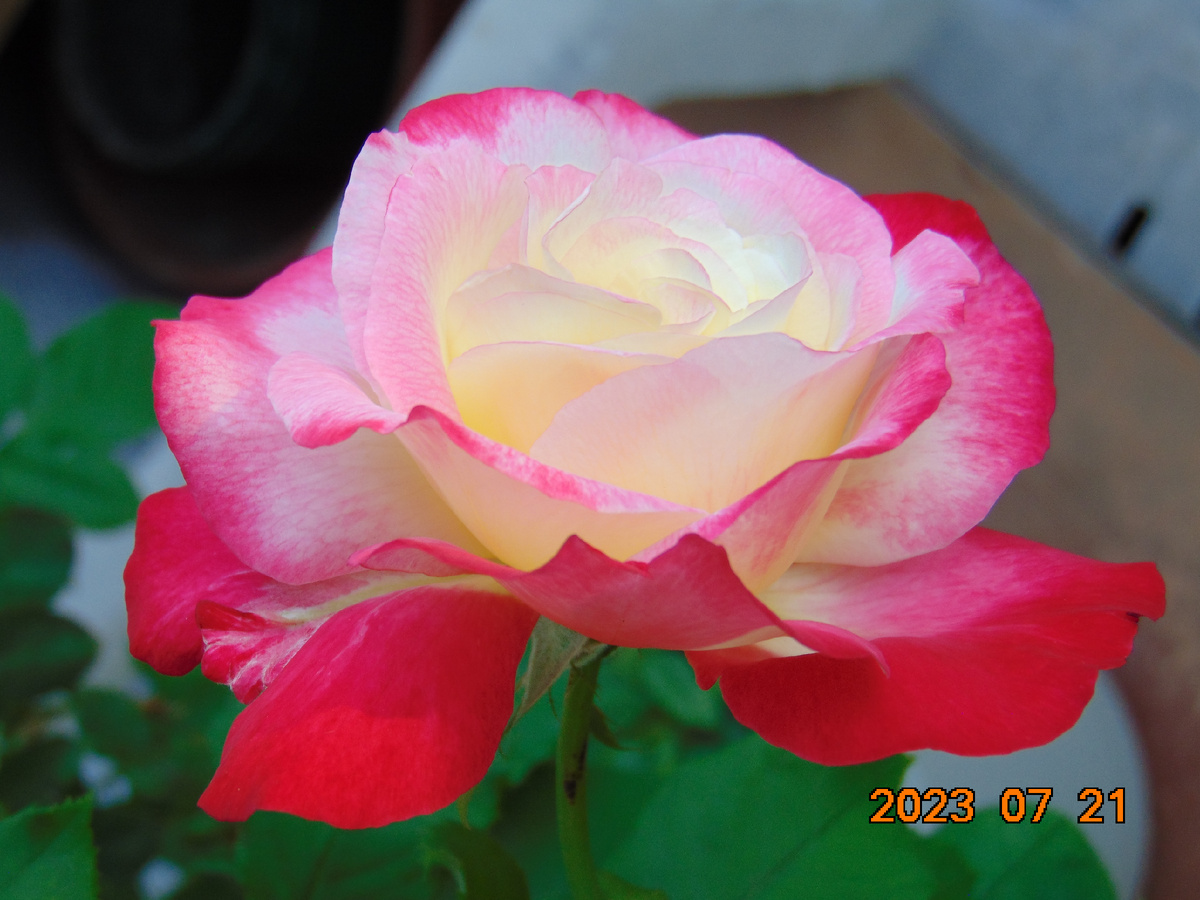 Роза Double Delight (Двойное Наслаждение)