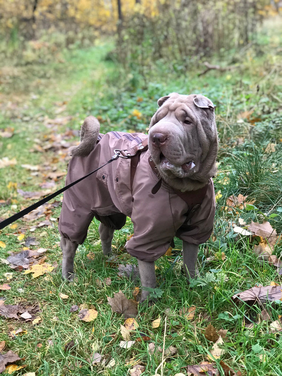 Тагри на поводке. Фото: Михаил Лайф Влог