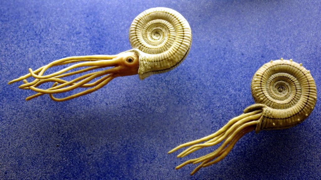 Относительно гладкие моллюски жили долго.