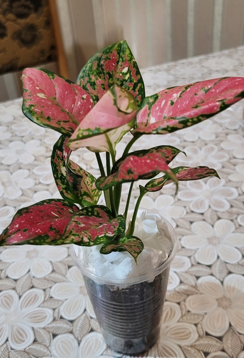 Аглаонема анимани ред