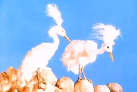 Белые цапли. Скриншот мультфильма. 