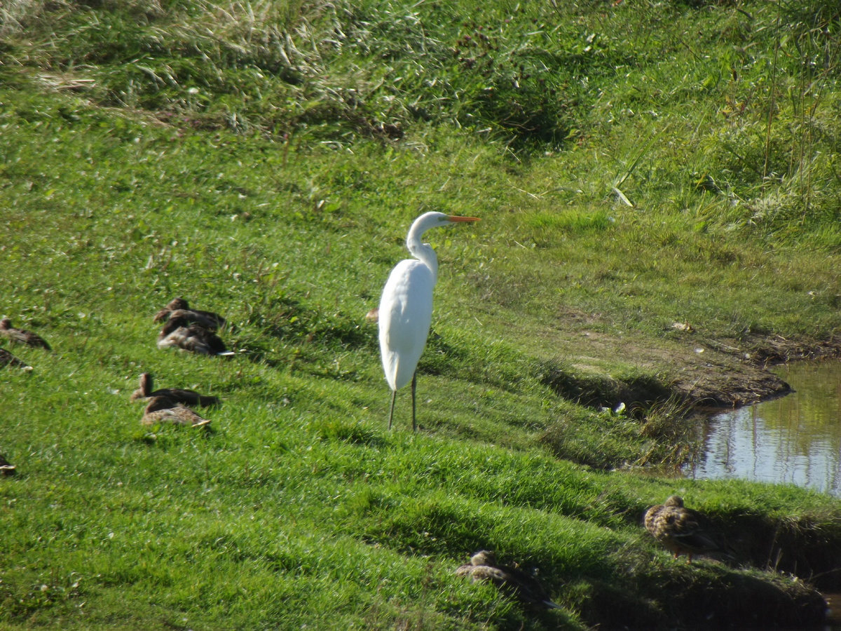 Большая белая цапля. Псковская область. Идрица. 23 сентября 2024