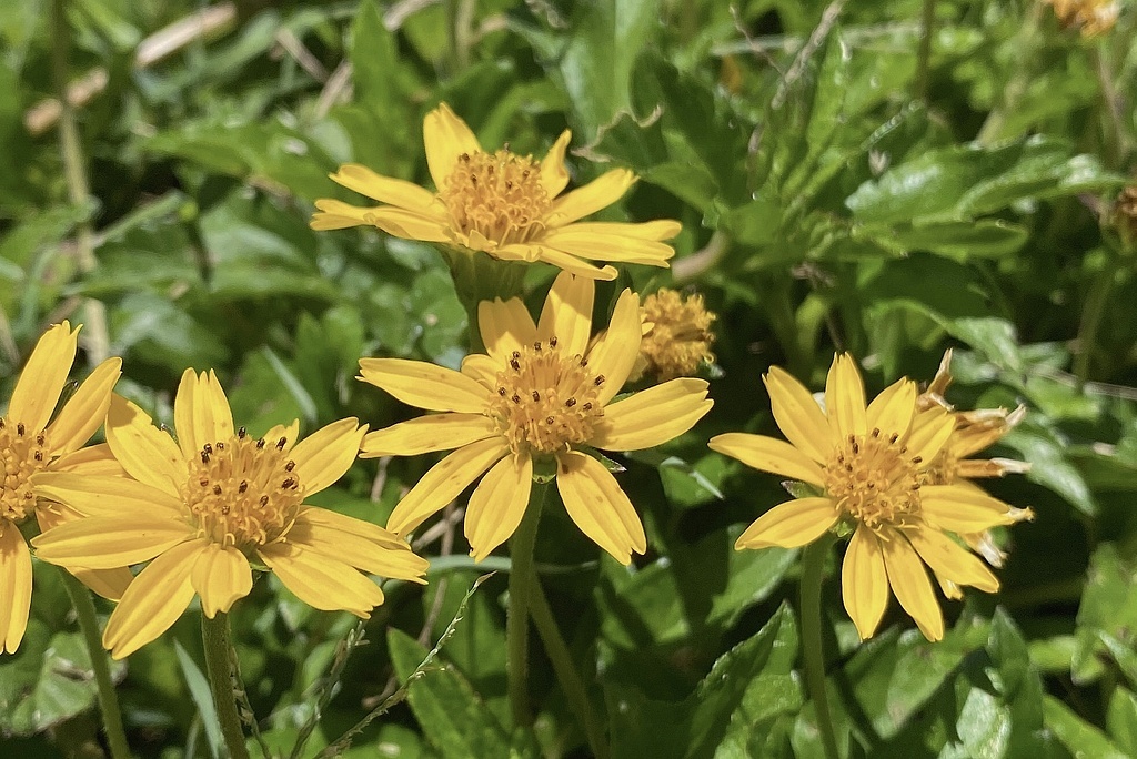 Сингапурская маргаритка, Кингз-Бич, Квинслэнд, Австралия, фото из домашнего архива