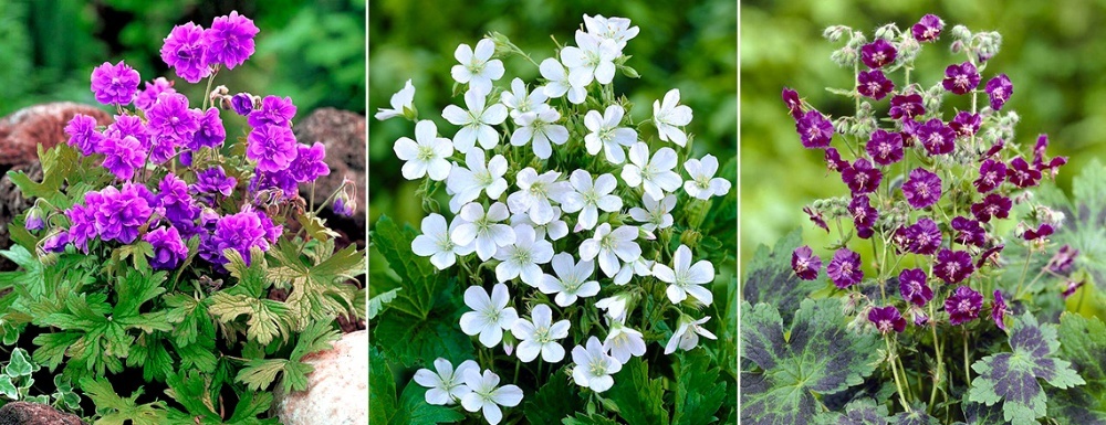 Фото из интернета.