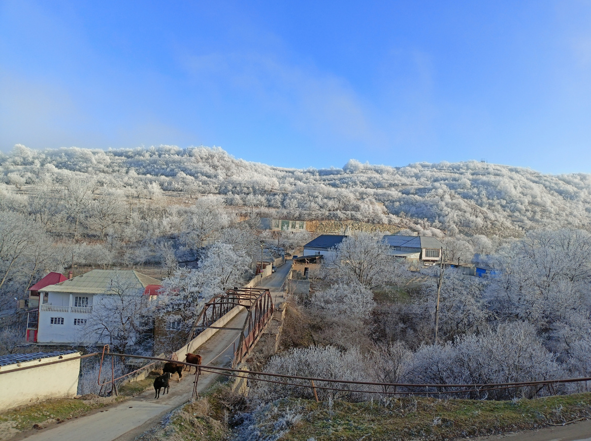 Фото автора: иней на деревьях в горах, коровы на мосту через реку, фрагмент села (Дагестан, январь 2024)