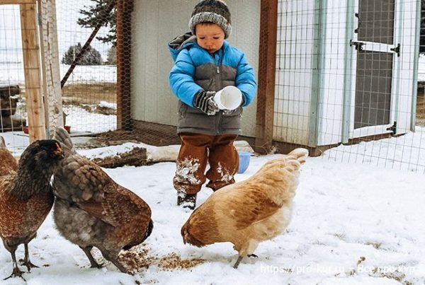 Какую минимальную температуру выдерживают куры на улице ❄️