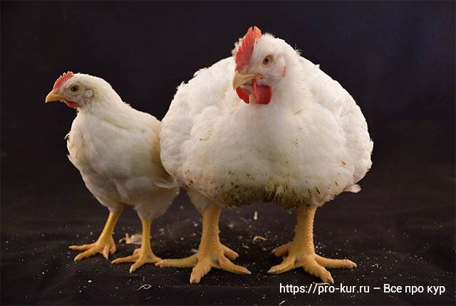 Основные кроссы бройлеров на российском рынке Топ-4