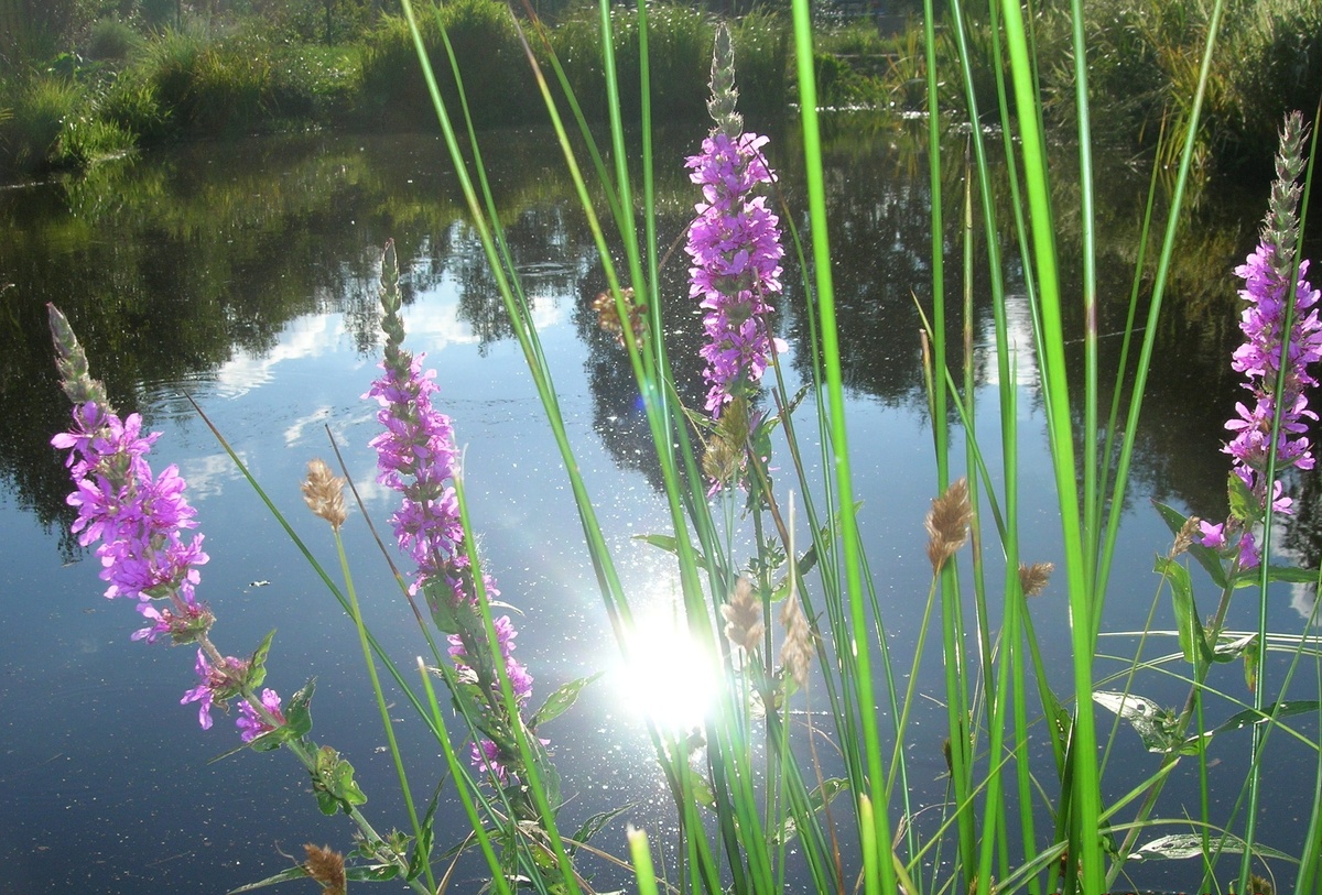     Для низинных, болотистых участков водоем - не дань моде и не прихоть. Дербенник иволистный у пруда