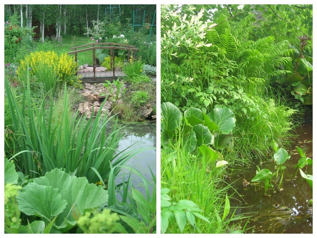    Возле малого пруда