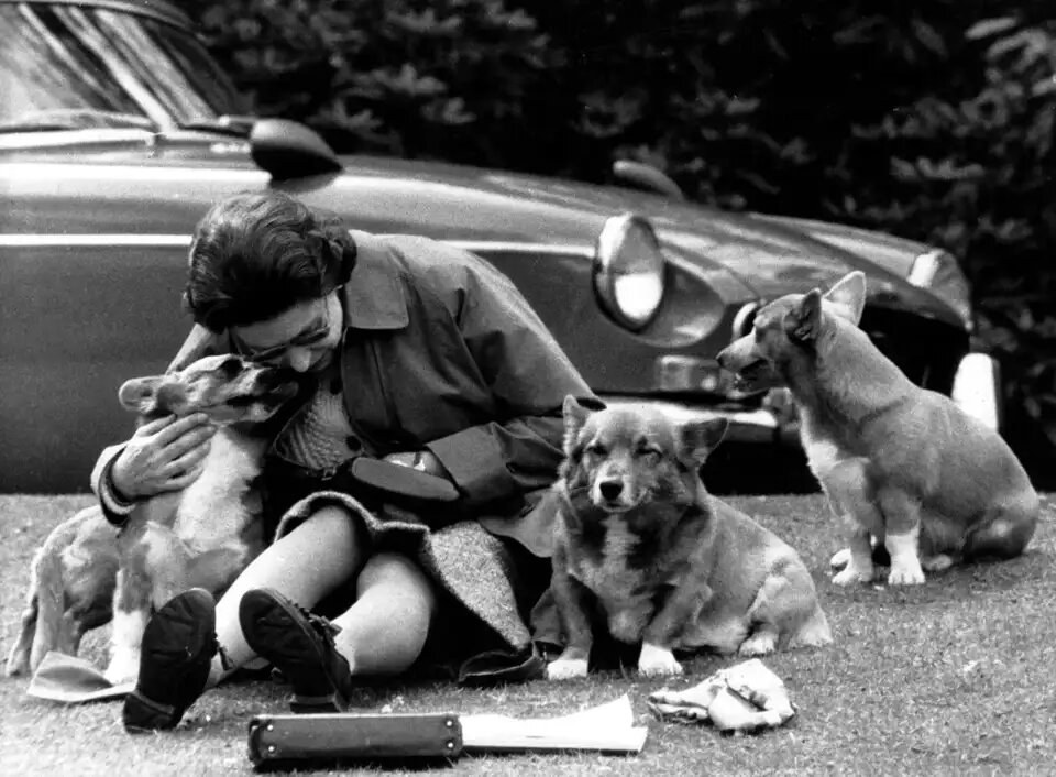 Елизавета II со своими корги. Открытый источник