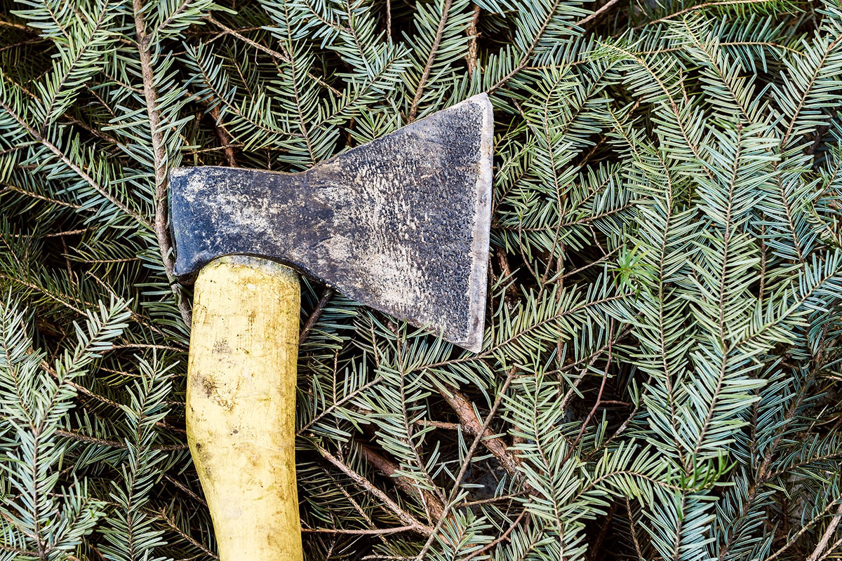    Фото: Oleksandr Berezko / Shutterstock.com