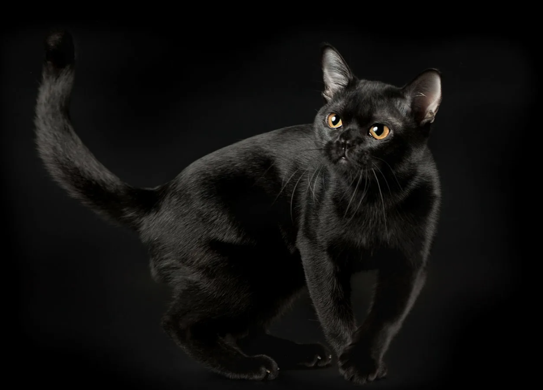 Необычный факт о бомбейской кошке: несмотря на то, что эта порода создавалась, чтобы напоминать миниатюрную пантеру, характер у этих «чёрных хищников» совершенно противоположный их внешности. Бомбейские кошки невероятно ласковые и привязчивые, они обожают сидеть на коленях, постоянно стремятся к физическому контакту и буквально следуют за хозяином по пятам. Иногда их называют «кошачьими собаками» за необычную для кошек социальность и умение идти за человеком, как верный друг.