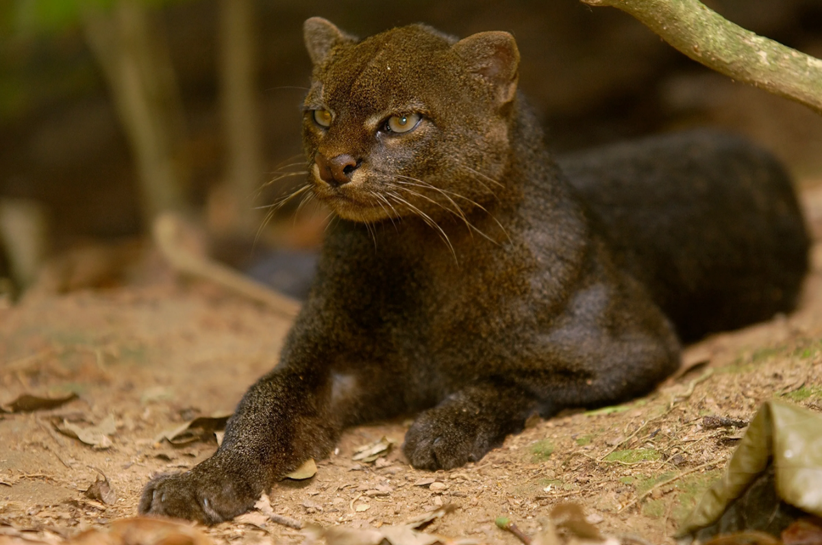 Необычный факт о ягуарунди: этот мелкий хищник, несмотря на свою принадлежность к кошачьим, больше напоминает ласку или выдру из-за удлинённого тела, коротких ног и вытянутой головы. Но самое удивительное — ягуарунди умеют издавать более 13 различных звуков!