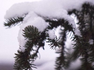    Фото: ГТРК Карелия