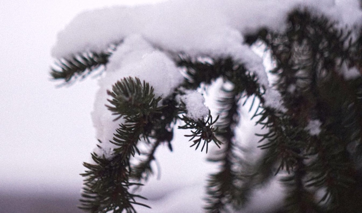    Фото: ГТРК Карелия