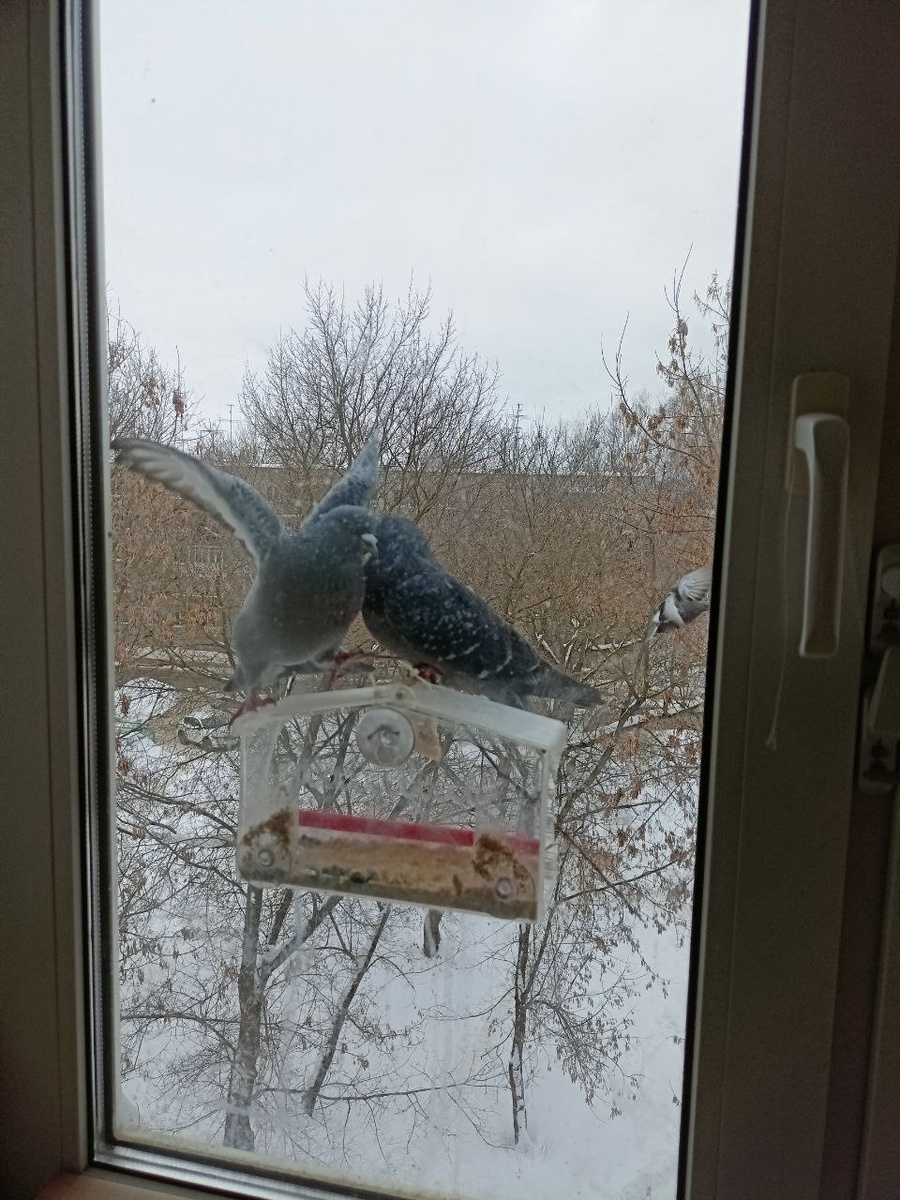 Таки они туда влезли. Смотрите галерею