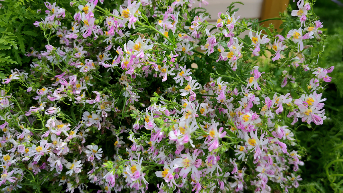 Схизантус Визетонский (Schizanthus wisetonensis)