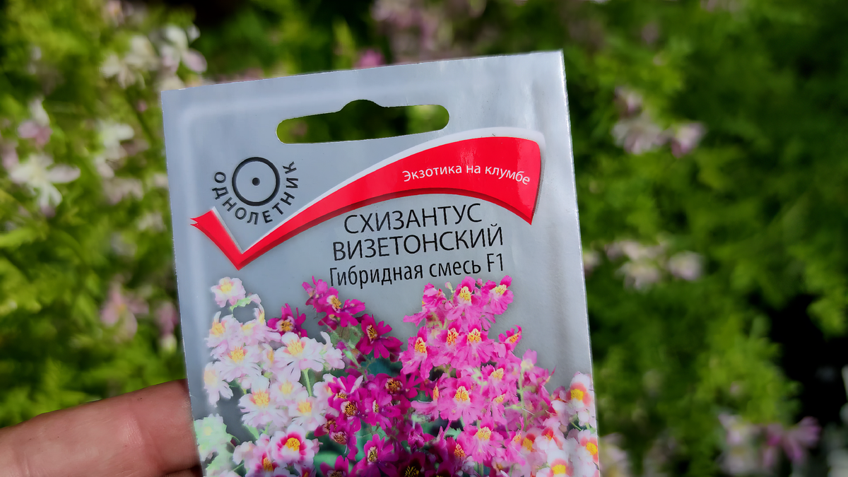 Схизантус Визетонский (Schizanthus wisetonensis)