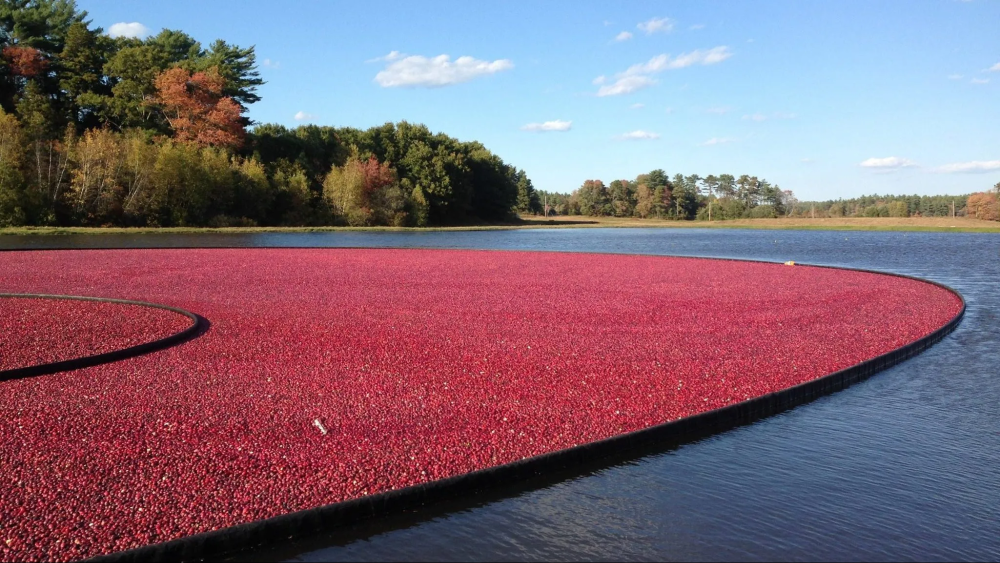 Фото: Своё Медиа