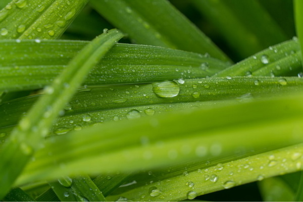     Как лидеры рынка пытаются быть зелеными Анна Жамьянова