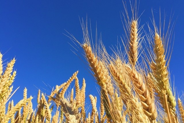 Фото: pixabay.com 