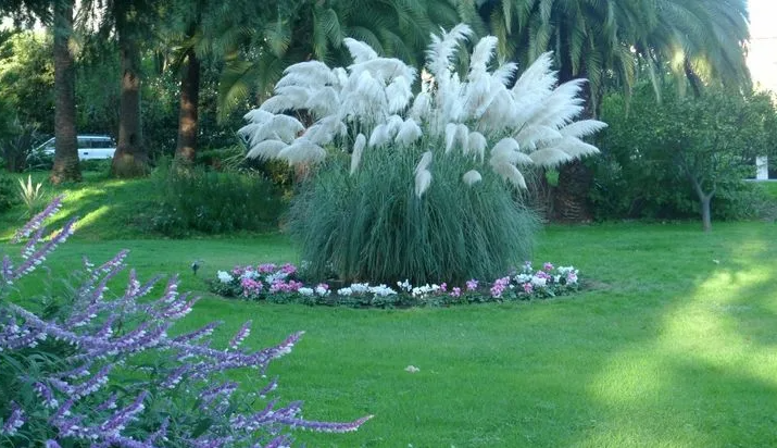 Главная красота пампасной травы- в соцветих.