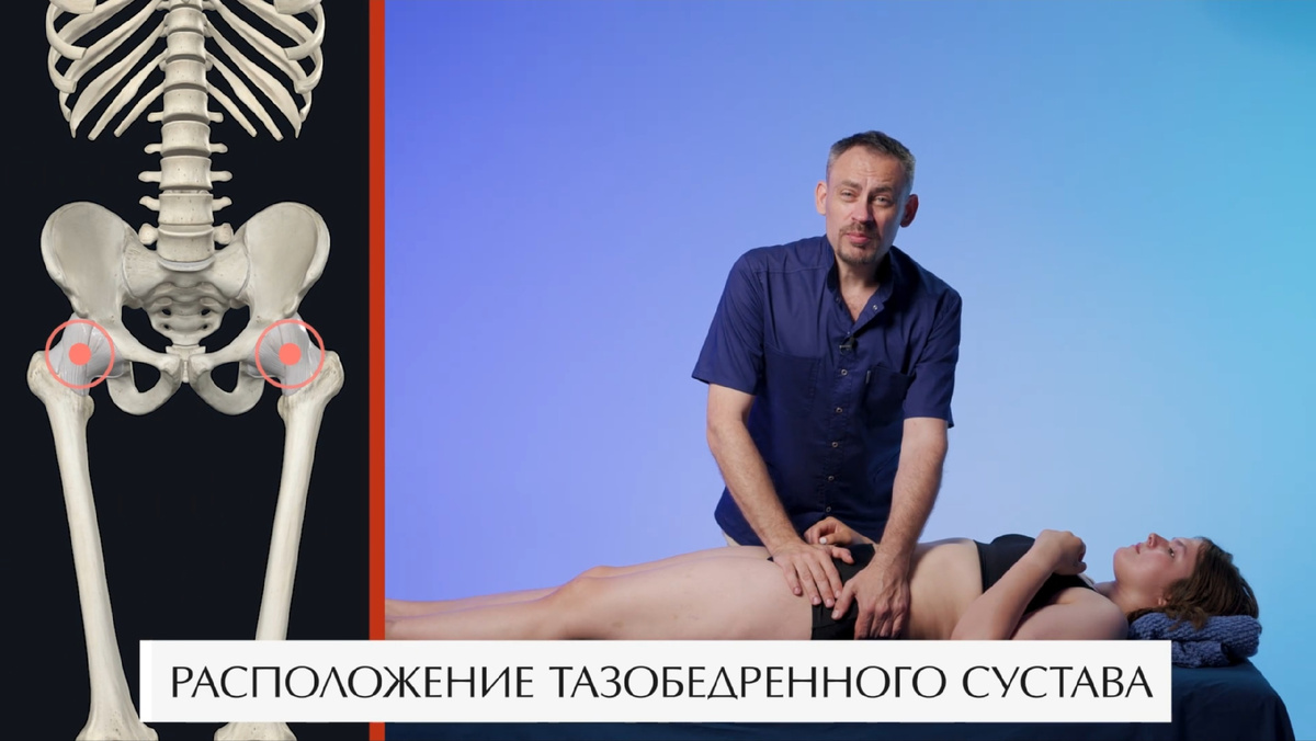 Расположение тазобедренного сустава