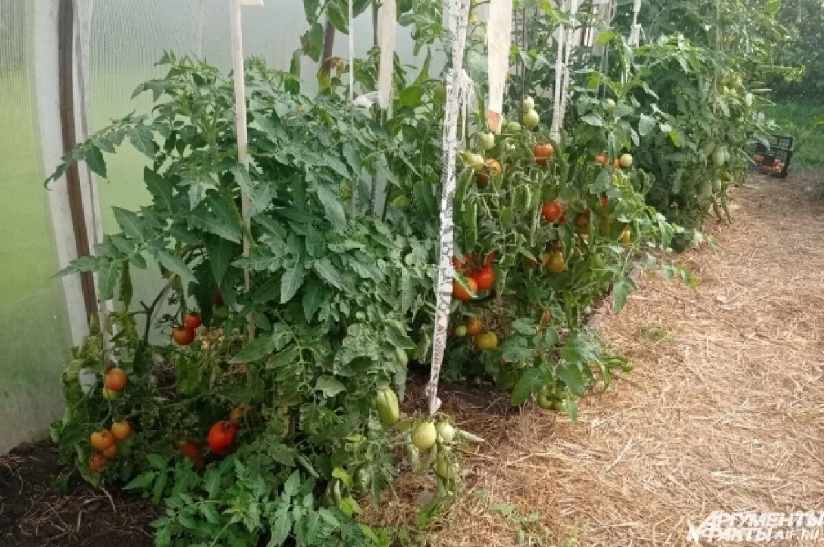    Ученые в Башкирии смогли повысить количество витаминов в пище