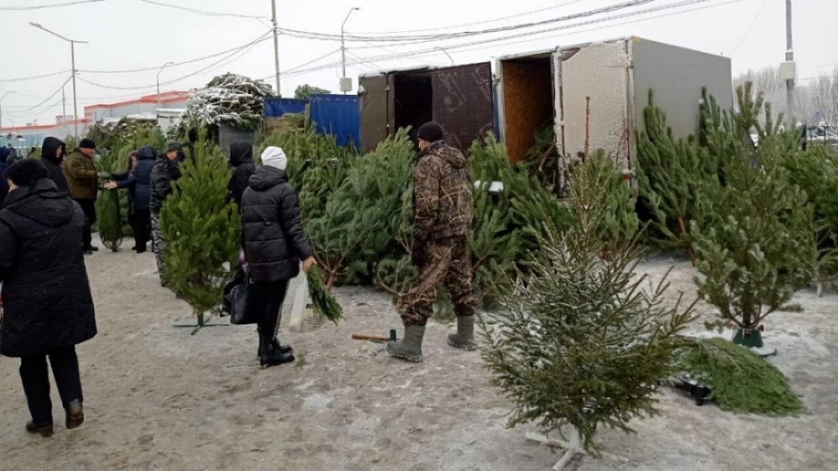    Цены на елочных базарах перед НГ удивили жителей ЭнгельсаНовости Саратова и области – Сетевое издание «Репортер64»