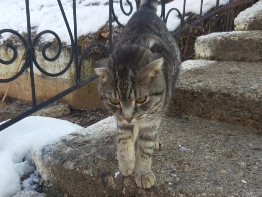 Кошку нашли под плитами у городской бани. Там она икала спасение от холода