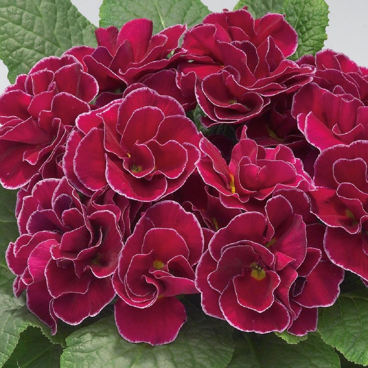 Примула Комплимент