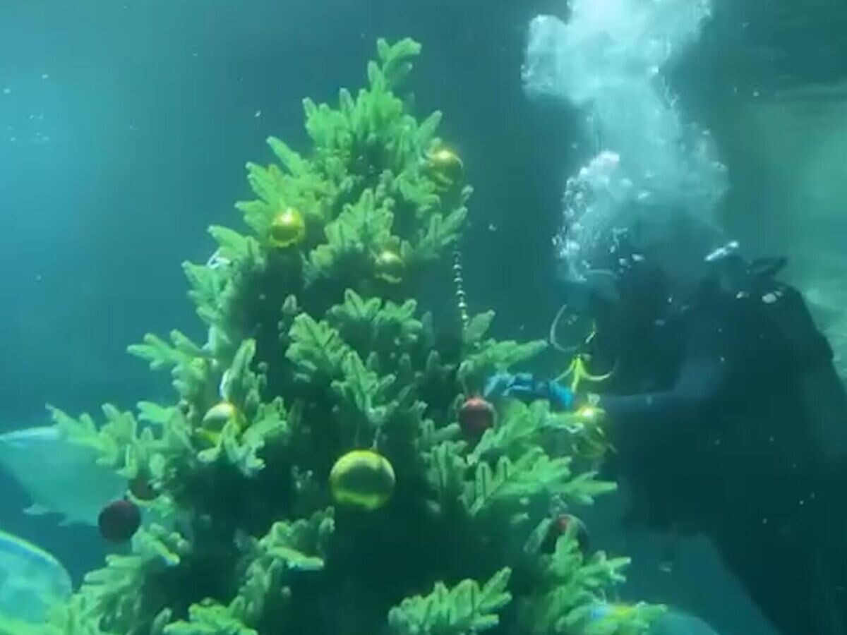    Елка для акул, скатов и других водоплавающих в Москвариуме© moskvarium_official