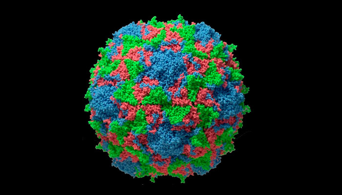 Вирус полиомиелита. Фото: mungfali.com