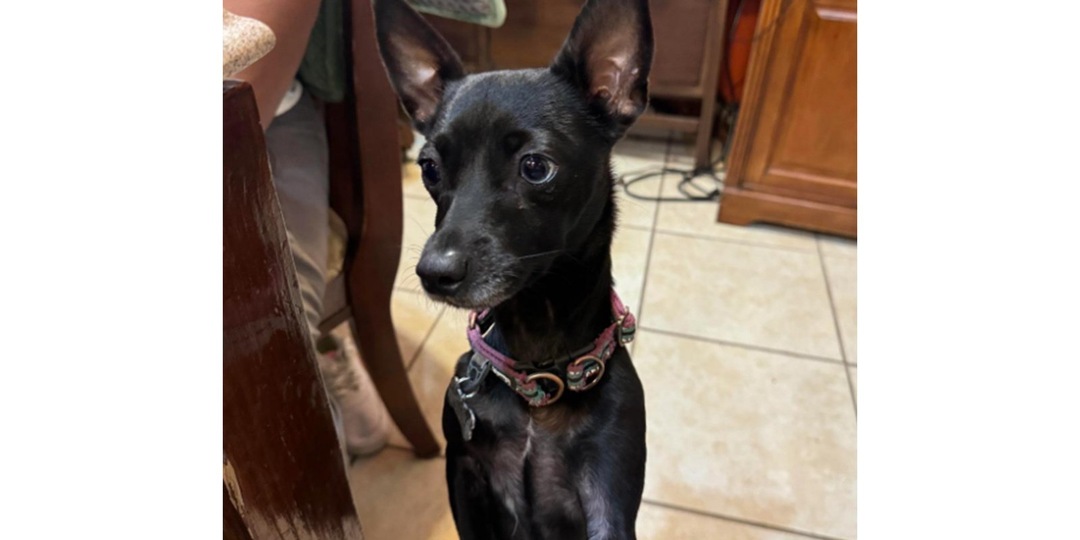 Пользователи форума помогли хозяевам найти собаку