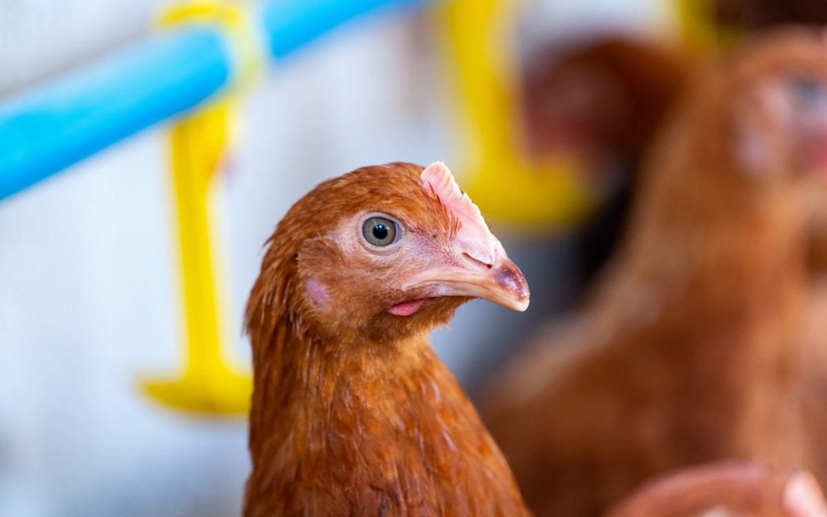    Группа «Черкизово» (активы в Черноземье) купила птицефабрику в Тюменской области Фото – freepik.com