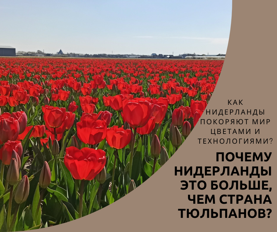 Знаете ли вы, что Нидерланды экспортируют не только тюльпаны, но и 80% всех выращенных цветов в мире? А это только начало их аграрного чуда!
