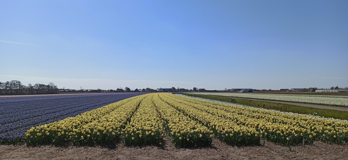 поля в Лиссе