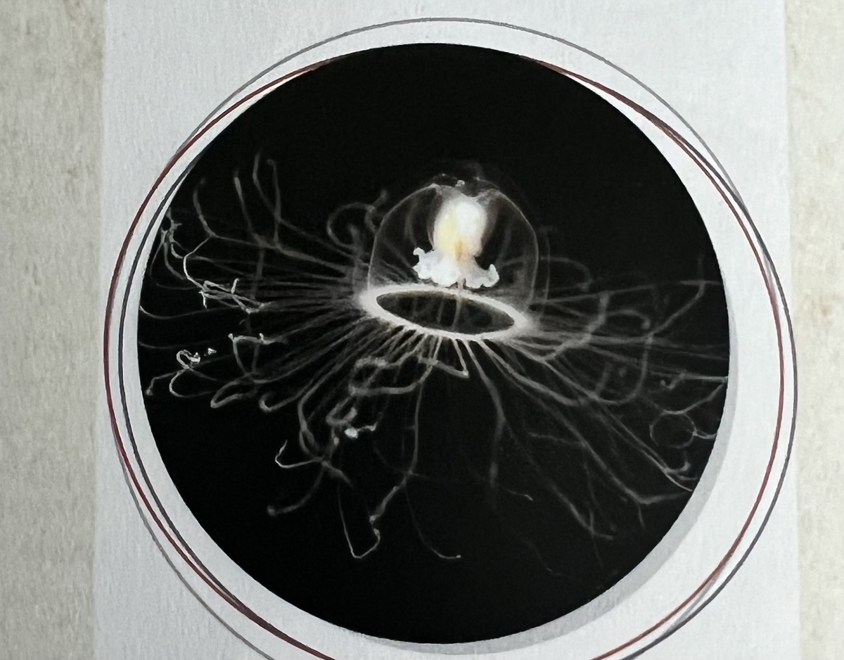 Медуза Turritopsis nutricula