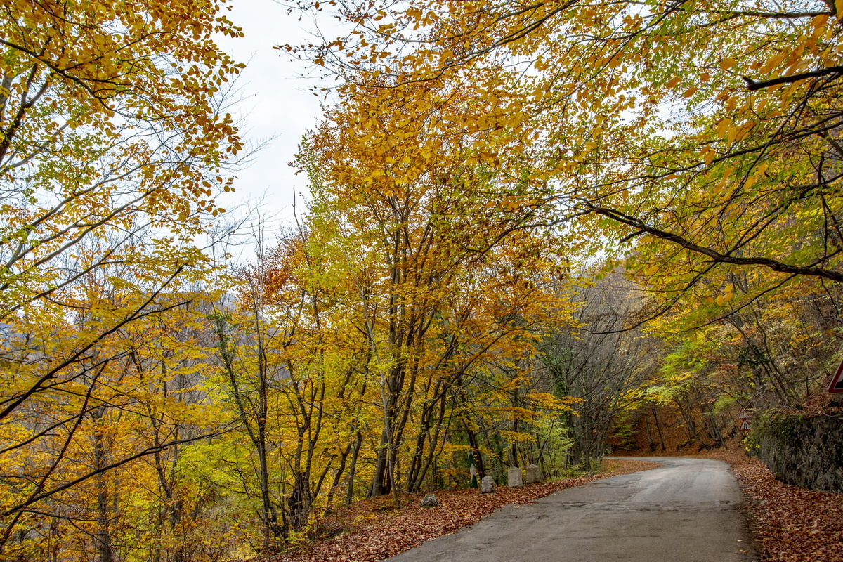 Дорога в осеннем лесу. Фото Сергея Малышева.