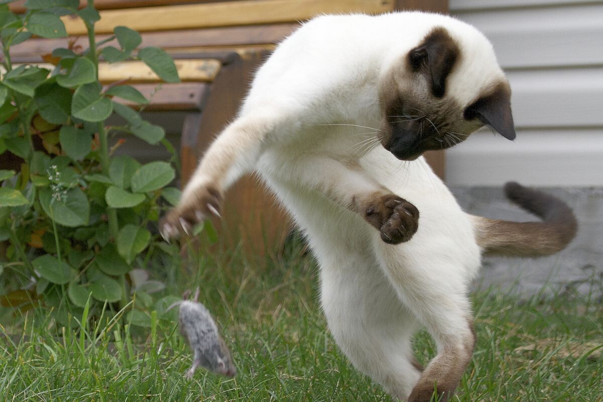 Почему кошки играют с добычей​