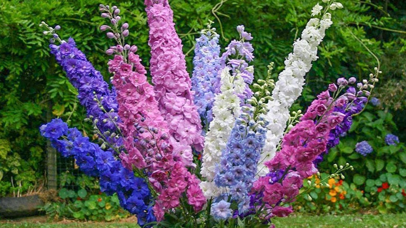 Мои дельфиниумы в разгар цветения. Второй сезон после изменения технологии выращивания