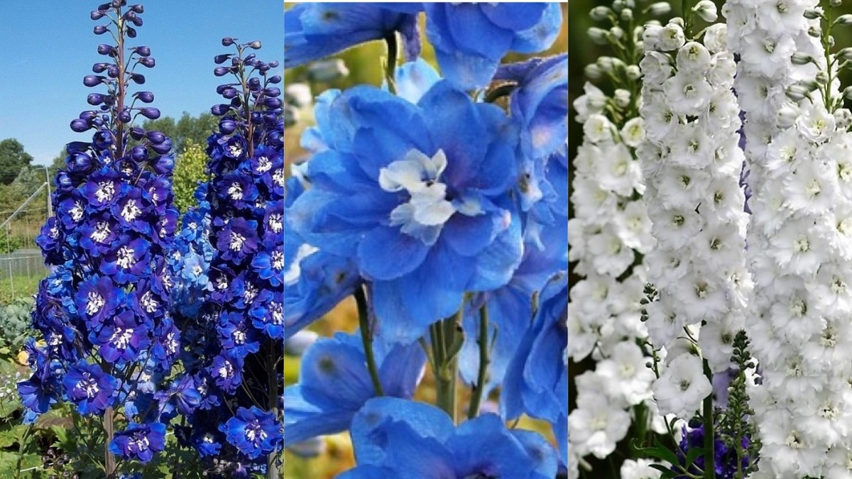 Сравнение окраски всех трех сортов: синий, голубой и белый