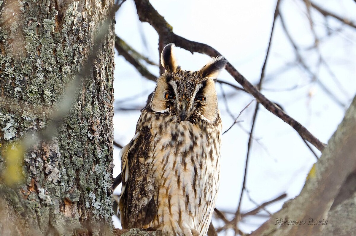 Ушастая сова