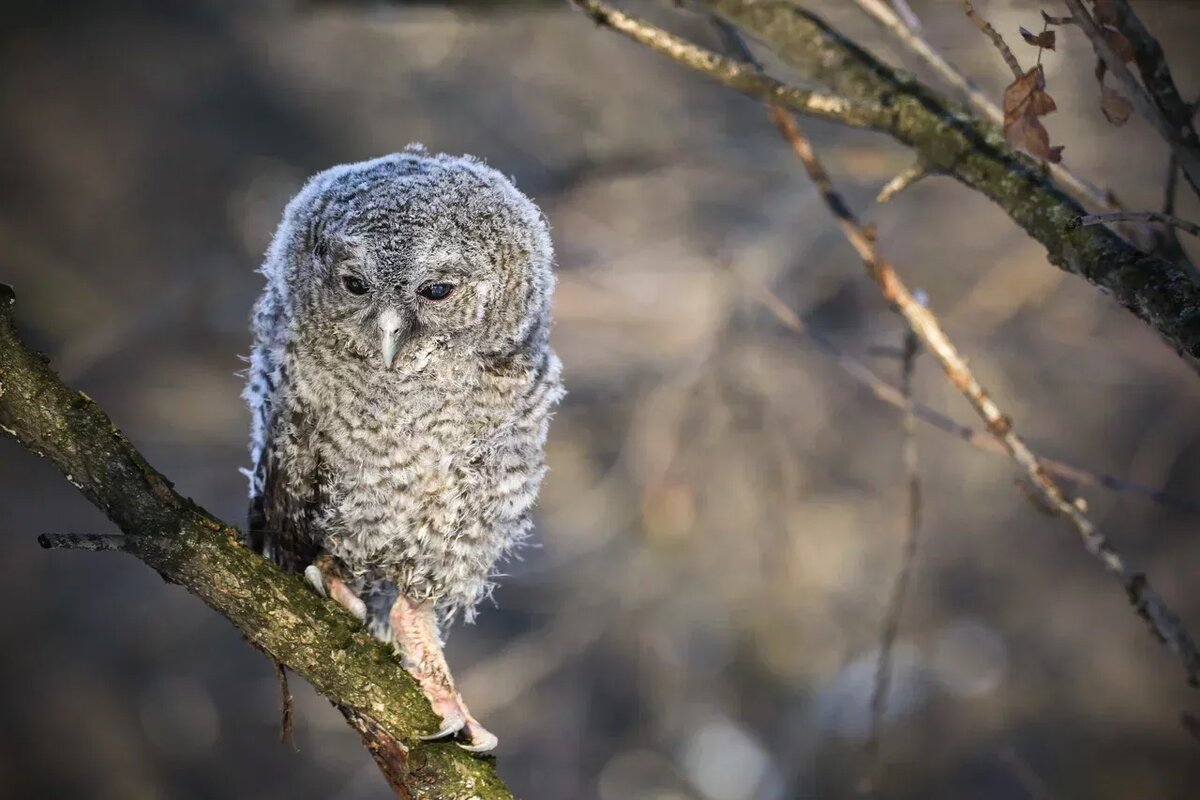 Серая неясыть