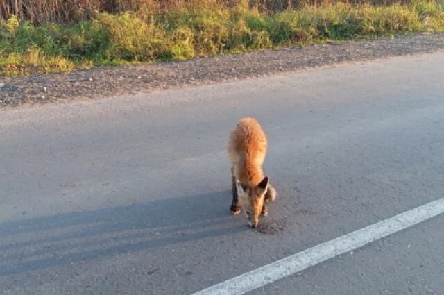    Почему врачи не смогли спасти зараженную бешеной лисой волгоградку?