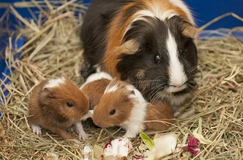 из интернета.. Своих далеко искать на отдельном диске фото