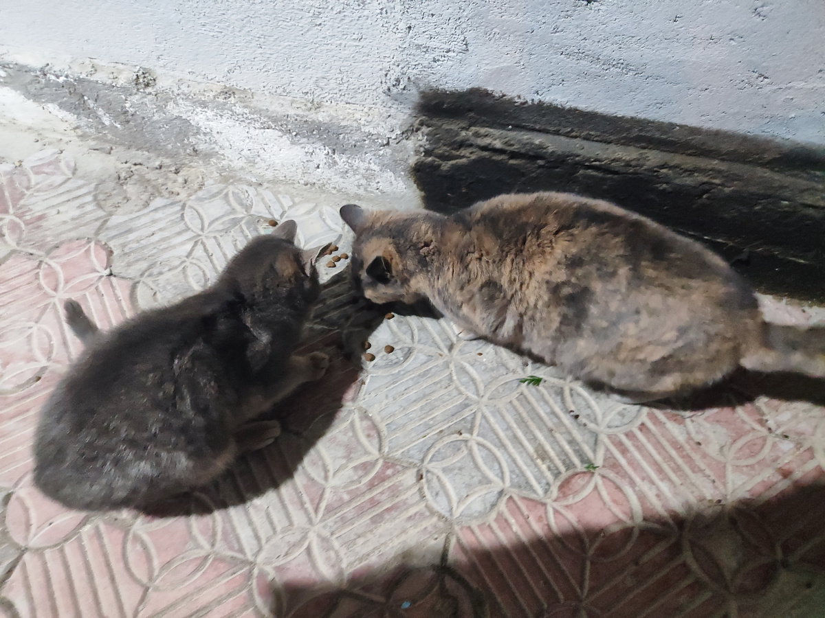 Буся с новой кошкой