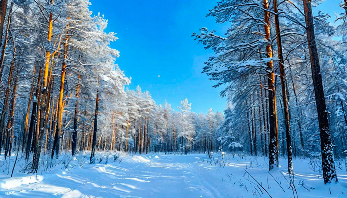 Если 19 декабря ясно, это к морозам. Фото: shedevrum.ai