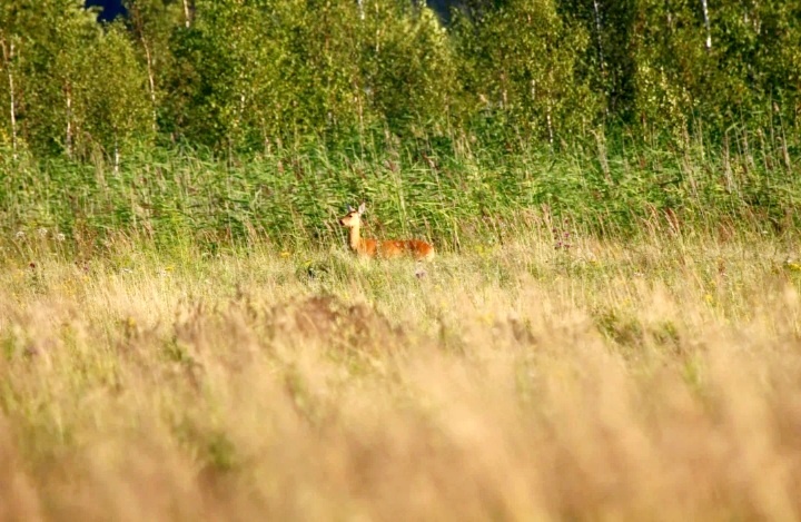Отличное фото